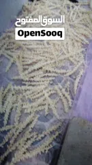  16 لتنظيف النخيل والواشنتونيا والاهتمام بالحدائق والثمار بكافه انواعها