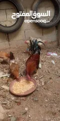  3 جاج بلدي بياض
