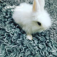  3 أرانب نوع تيدي بير وليون هيد
