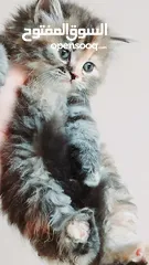  11 كيتنز بيرشن بيور مدربين ومطعمين حشرات 47 يوم