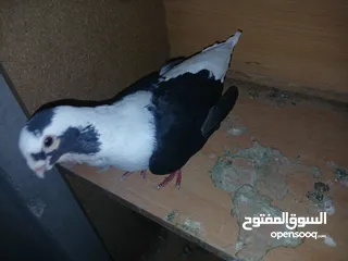 23 4 جواز شغاله  وفحل مكفوله للبيع دون الفراخ 35 دينار كوم