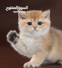  4 نشتري قطط سكوتش وبريتش الإعمار من شهرين ل3