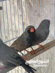  1 اربع جواز شاركول للبيع