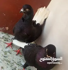  15 حمام للبيع