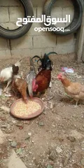  1 جاج بلدي بياض