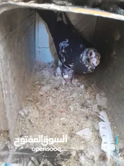  6 حمام جواز للبيع او البدل على دجاج
