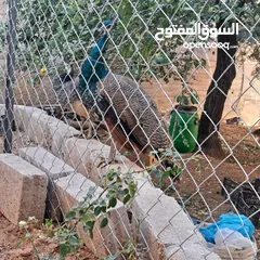  1 ذكر طاوؤس هندي للبيع