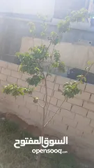  4 منزل للبيع قصر حلابات غربي قرب مصانع طيبه
