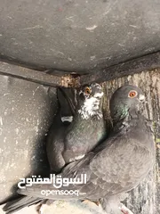  6 جوز عمريات نخب اول مخاليف شغللات وجوز ذبابنه مخاليف شغالات للبيع