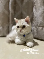  1 Persian cat