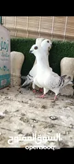  11 جواز وفردات كل اشي الو سعرو الاسعار بالوصف