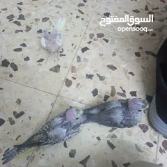  4 انثى كوكتيل للبيع اربد مجمع بيت راس سوق الباله