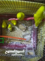  1 افراخ طيور حب