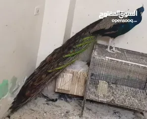  1 طاووس أمريكي الوصف مهم