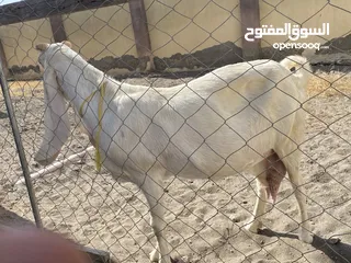  5 شاه باكستانيه اصل