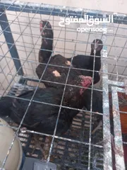  2 ست جاجا ت ودييكين