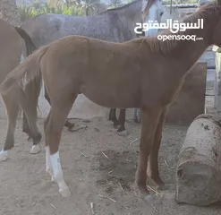  3 فلو عربي اصيل للبيع