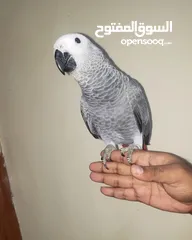  5 Very friendly African grey with paper