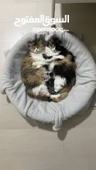  5 3 cats for adoption  3 قطط للتبني