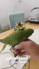  2 ببغاء كويكر أليف للبيع