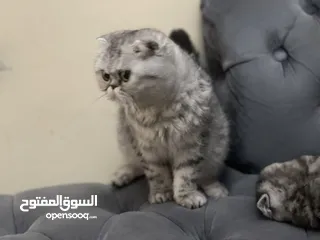  3 كتن سكوتش فولد و ستريت وام منتجه