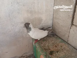  10 فحول وطواير للبيع