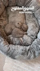  8 Scottish fold female kittens