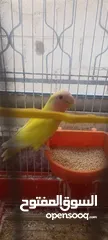  8 طيور روز وفشر وحب القراء الوصف تفاصيل اسعار حرق⁦ zzzzzzzzzzzzzzzzxxxxxxxxxxhbbbnnnbbbbbbbbbbbbbbbbbb