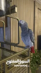  5 grey parrot