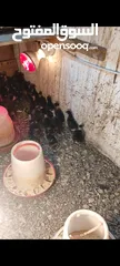  3 صيصان بلدي وابو رقيبه