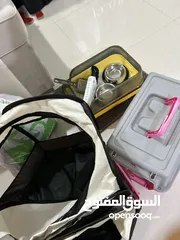  11 قطه انثى سكوتش للبيع