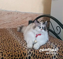  1 بسم الله ما شاء الله انثى راغدول مميزه ونضيفه حامل