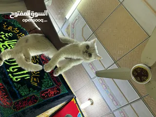  1 قطه للبيع شوف لوصف