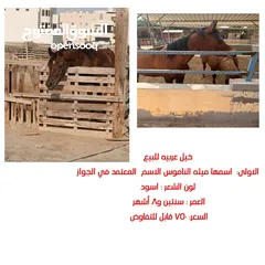  1 خيول عربيه للبيع