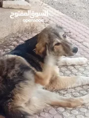  8 كلبة للبيع