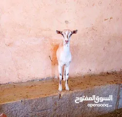  1 صلالي مقزم الاصلي سخال غزلاني