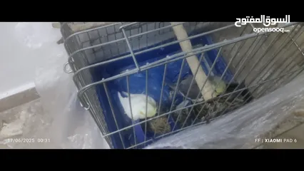  5 تبديل جوز كوكتيل وروز بجوز جوز روز شغالات وعليك التوصيل