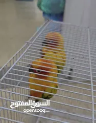  14 طيور روز أليف  ذكر كوكتيل حار   زوج صن كنيور