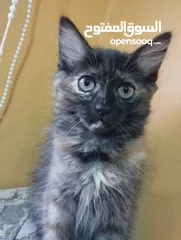  1 قطط صغيرة للبيع kitten for sale