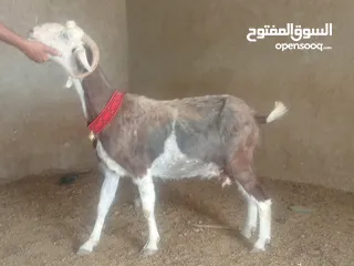  1 بسم الله الرحمن ارحيم معز فل لحم وسن صغير ضحايه
