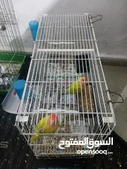  1 جوز روز وجبة دره
