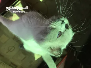  3 للبدل قطة بريتش شورت هير فولد ايرز