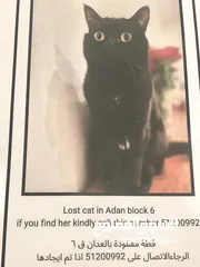  1 قطه مفقوده lost cat