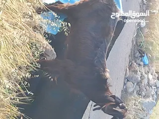  6 عنزه شاميه معه صخله عمر 3 شهور