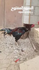  4 دجاج بكستاني