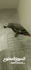  4 كاسكو عمر سنه 4شهور ومكلم أليف عيون مكحله