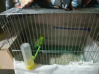  5 طيور حب للبدل او بيع