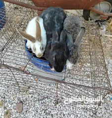  4 ارانب للبيع