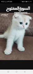  2 ذكر جولدن cy12من عائله مسجله ومستورده