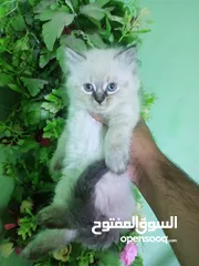  2 قطة هملايا